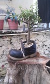 Boot planter